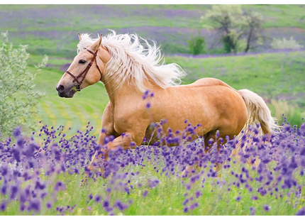 Ravensburger Horse Love 2x24 Piece Puzzle Set